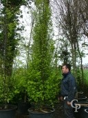 Carpinus  140l