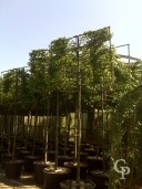 Carpinus  1618 Pleached