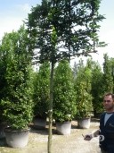 Carpinus  2m