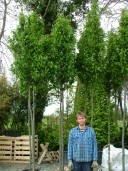 Carpinus Bet 'Fastigiata'  14+ 50l