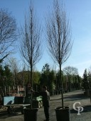 Carpinus Bet 'Fastigiata'  25+