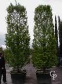 Carpinus Bet  4,00