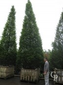 Carpinus Bet  6m