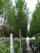 Carpinus Bet Fastigiata  18-20