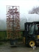 Carpinus Bet  Pleached  160l