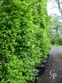 Carpinus Betu 'Fastigiata'   3,00  50l