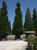 Carpinus Betu 'Fastigiata'   5,00