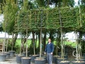 Carpinus Betuluis  18 150l Pleached