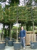 Carpinus Betulus   16-18 Pleached