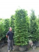 Carpinus Betulus   Clipped Column  3,00