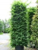 Carpinus Betulus  3,00 Column