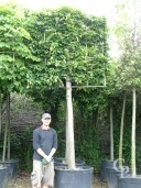 Carpinus Betulus  30-35 Pleached  350l