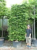 Carpinus Betulus  Fully Pleached  160l