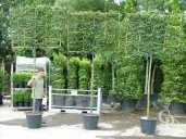 Carpinus Betulus  Pleached   12-14   50l