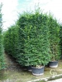 Carpinus Betulus  Pleached 3,00 160l