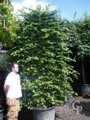 Carpinus Betulus  Pleached Fully Furnished  160l