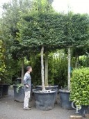 Carpinus Betulus Pleached In Leaf