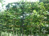 Carpinus Betulus Pleached