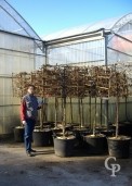 Carpinus Esp Half Standard