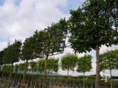 Carpinus Espalier  25cm Plus