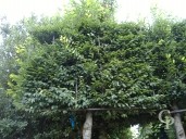 Carpinus Espalier Extra