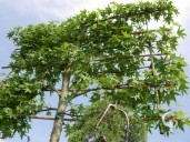 Carpinus Espalier Standard