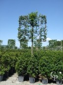 Carpinus Espalier Std