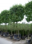 Carpinus Espalier