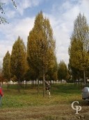 Carpinus Std Extra