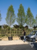 Carpinus Std 25-30