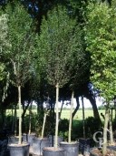 Carpinus Bet  Fastigiata  20-25 Extra