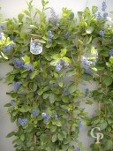 Ceanothus 'Trewithen Blue'  Espalier