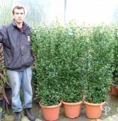 Ceanothus Espalier