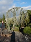 Cedrus Atl 'Glauca Pendula'