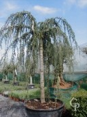 Cedrus Atla 'Glauca Pendula'   20-25