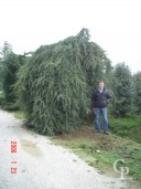 Cedrus Atla 'Glauca Pendula'