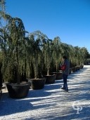 Cedrus Atla 'Glauca Pendula'