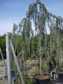 Cedrus Atla 'Glauca Pendula'