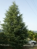 Cedrus Atla 'Glauca'     11 Metre