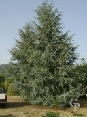 Cedrus Atla 'Glauca'    12 Metre