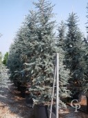 Cedrus Atla 'Glauca'   3,50-4,00 200l