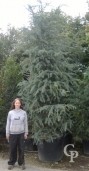 Cedrus Deod 'Robusta Glauca'