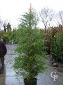 Cedrus Deodara   2,00  35l