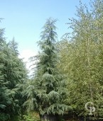 Cedrus Deodara  5,00