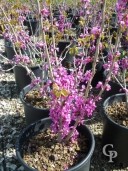 Cercis 'Avondale'   10l