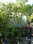 Cercis Sil  2,50 Multistem 90l