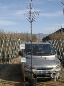 Cercis Siliq  C25 Tige 6-8cm