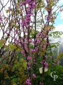 Cercis Siliquastrum   2,75   70l