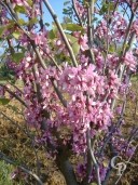 Cercis Siliquastrum