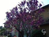 Cercis Siliquastrum